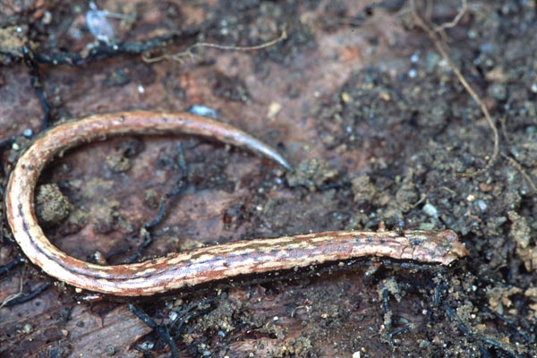 California Slender Salamander (Batrachoseps attenuatus)