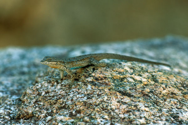 Small-scaled Lizard (Urosaurus microscutatus)