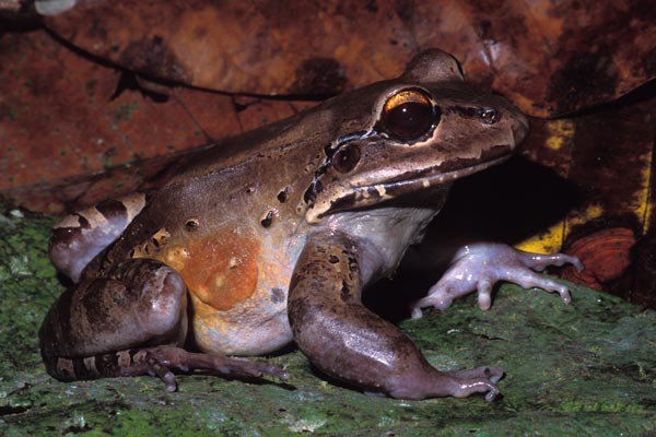 Savage’s Thin-toed Frog (Leptodactylus savagei)