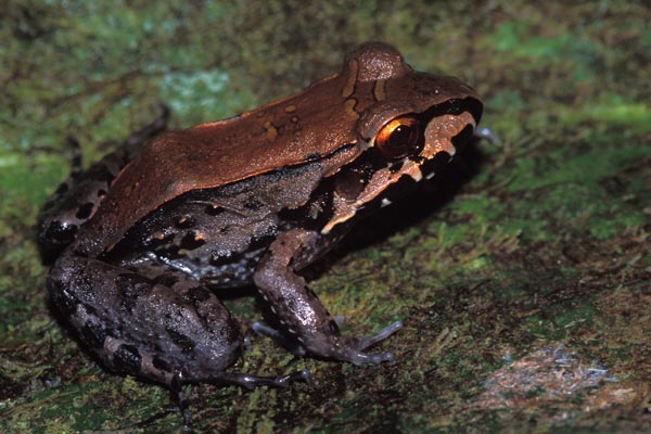 Savage’s Thin-toed Frog (Leptodactylus savagei)