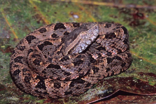 Central American Lancehead (Bothrops asper)