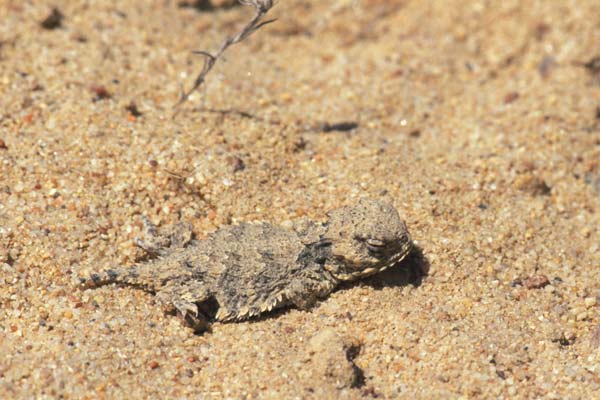 Blainville’s Horned Lizard (Phrynosoma blainvillii)