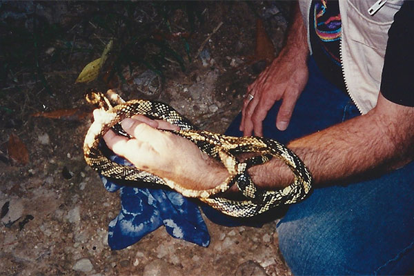 Tropical Rat Snake (Spilotes pullatus)