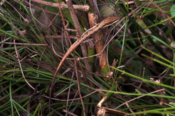 Hispaniolan Grass Anole (Anolis semilineatus)