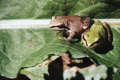 Sierran Treefrog (Pseudacris sierra)