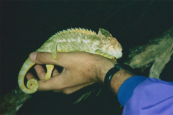 Warty Chameleon (Furcifer verrucosus)