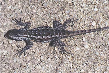Coast Range Fence Lizard (Sceloporus occidentalis bocourtii)