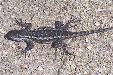 Coast Range Fence Lizard (Sceloporus occidentalis bocourtii)