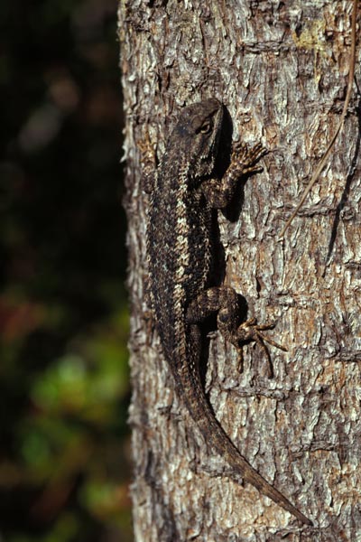 California Blue Belly Lizard Diet Fruit