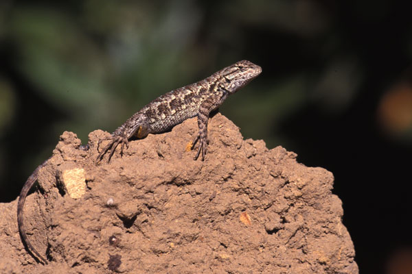 Great Basin Fence Lizard (Sceloporus occidentalis longipes)