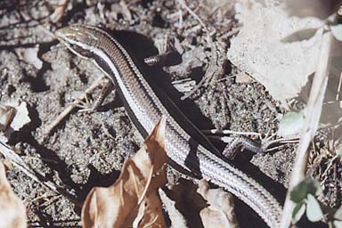 Skilton’s Skink (Plestiodon skiltonianus skiltonianus)