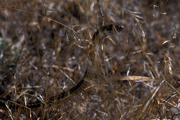 Desert Striped Whipsnake (Masticophis taeniatus taeniatus)