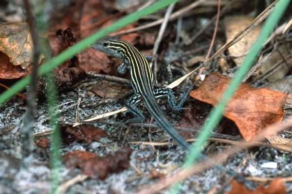 Eastern Six-lined Racerunner (Aspidoscelis sexlineata sexlineata)