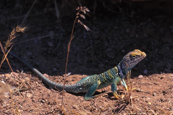 Eastern Collared Lizard (Crotaphytus collaris)