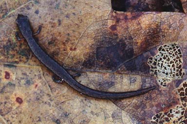 California Slender Salamander (Batrachoseps attenuatus)