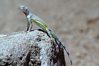 Western Zebra-tailed Lizard (Callisaurus draconoides rhodostictus)