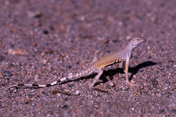 Western Zebra-tailed Lizard (Callisaurus draconoides rhodostictus)