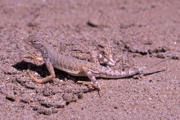 Western Zebra-tailed Lizard (Callisaurus draconoides rhodostictus)