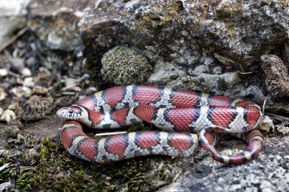 milksnake scientific name