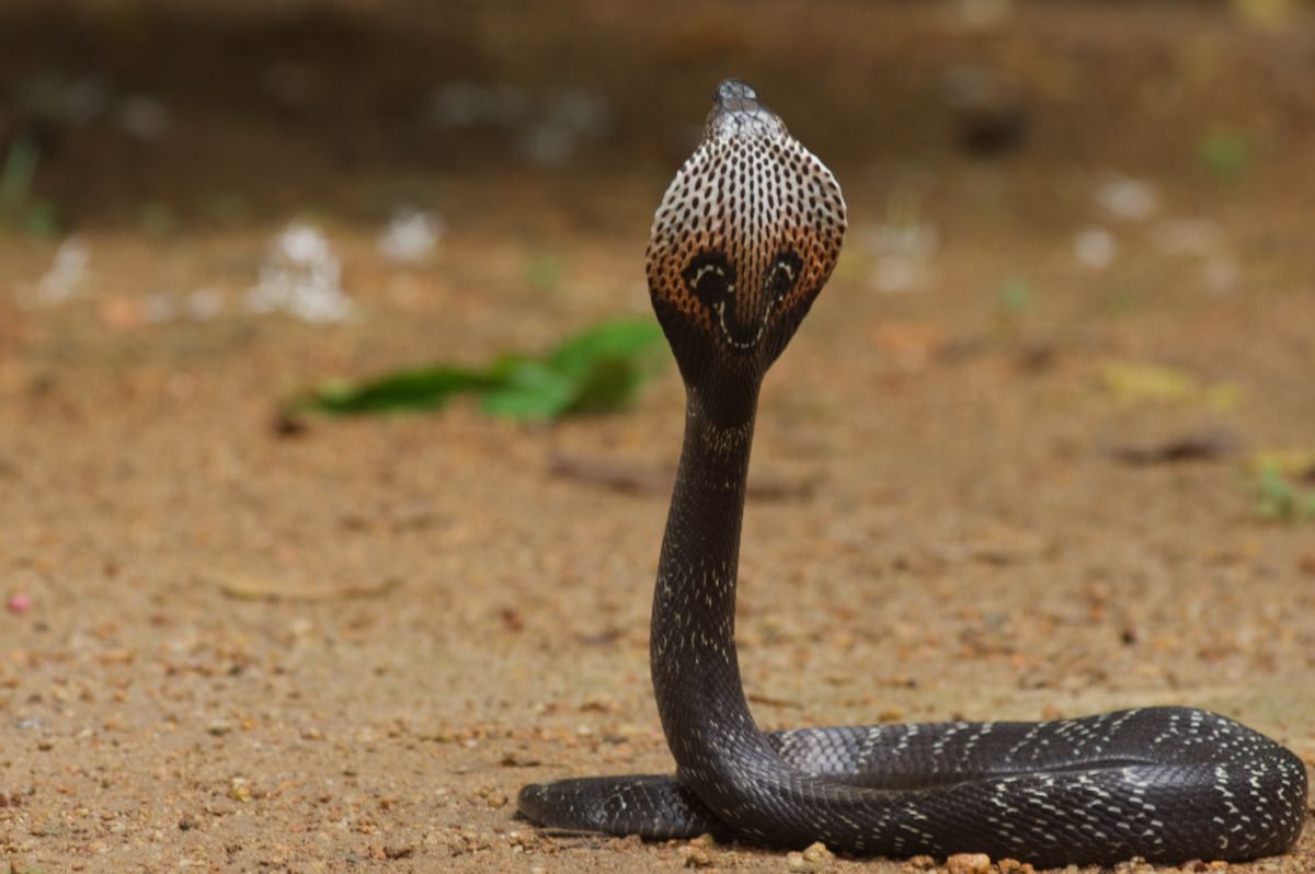 Wild Herps Indian Cobra Naja Naja