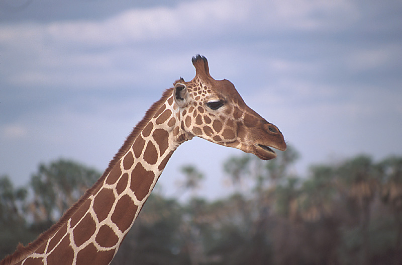 Samburu_giraffe_head_big.jpg