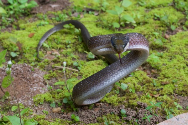 New female Atheris chlorechis added to the colony. : r/snakes