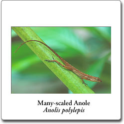 Anolis polylepis