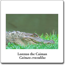 Lorenzo the Caiman