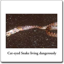 cat-eyed snake eating road kill frog